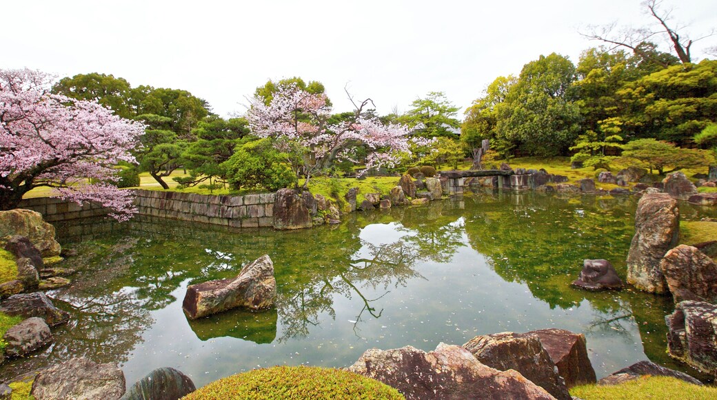 Kyoto, 桜, sakura, Nijo-Castle