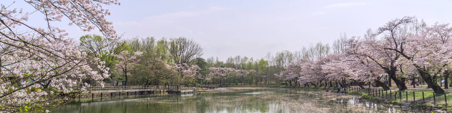 釣り人をバックに桜の花をアップ(太田ヶ谷沼)/鶴ヶ島市運動公園(埼玉県鶴ヶ島市)