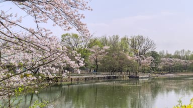 釣り人をバックに桜の花をアップ(太田ヶ谷沼)/鶴ヶ島市運動公園(埼玉県鶴ヶ島市)