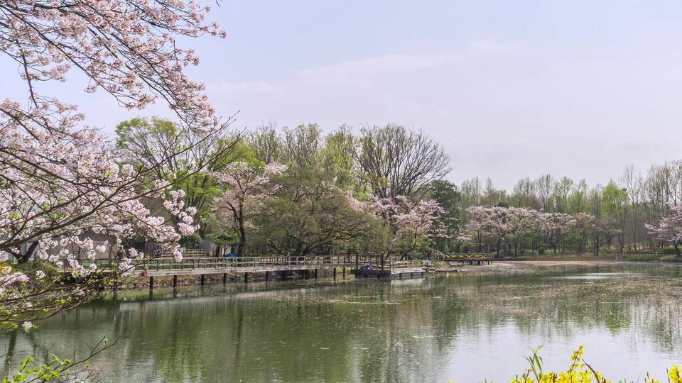 A serene park with a pond, cherry blossom trees, and a wooden bridge.