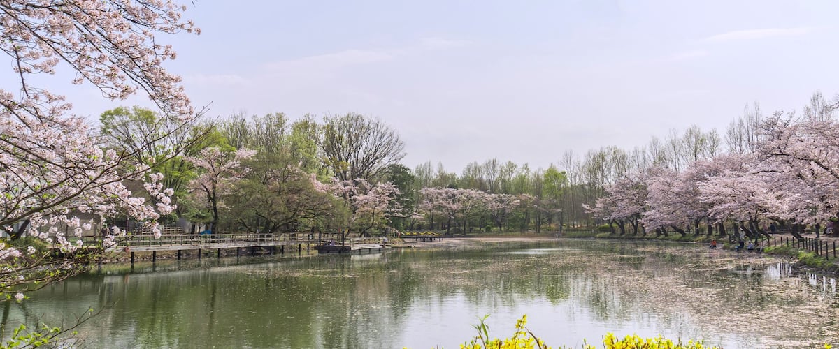 A serene park with a pond, cherry blossom trees, and a wooden bridge.