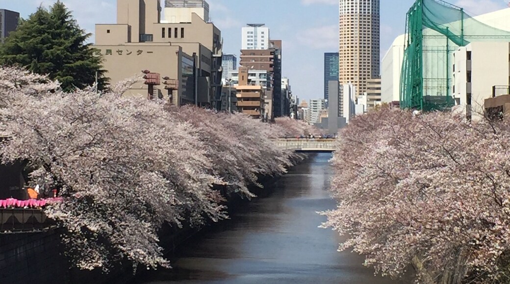 Wonderful spot to see the Sakura!