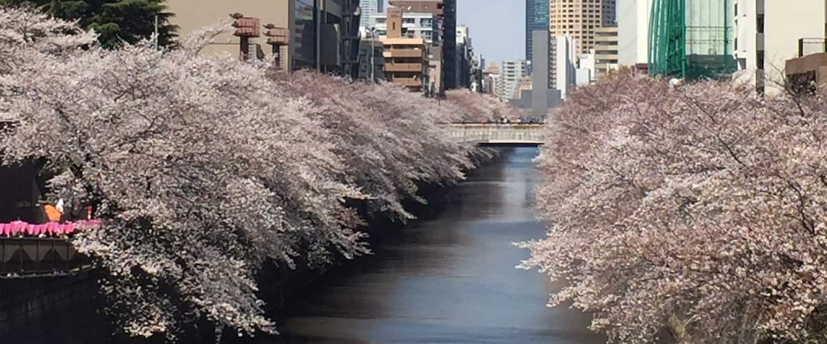Wonderful spot to see the Sakura!