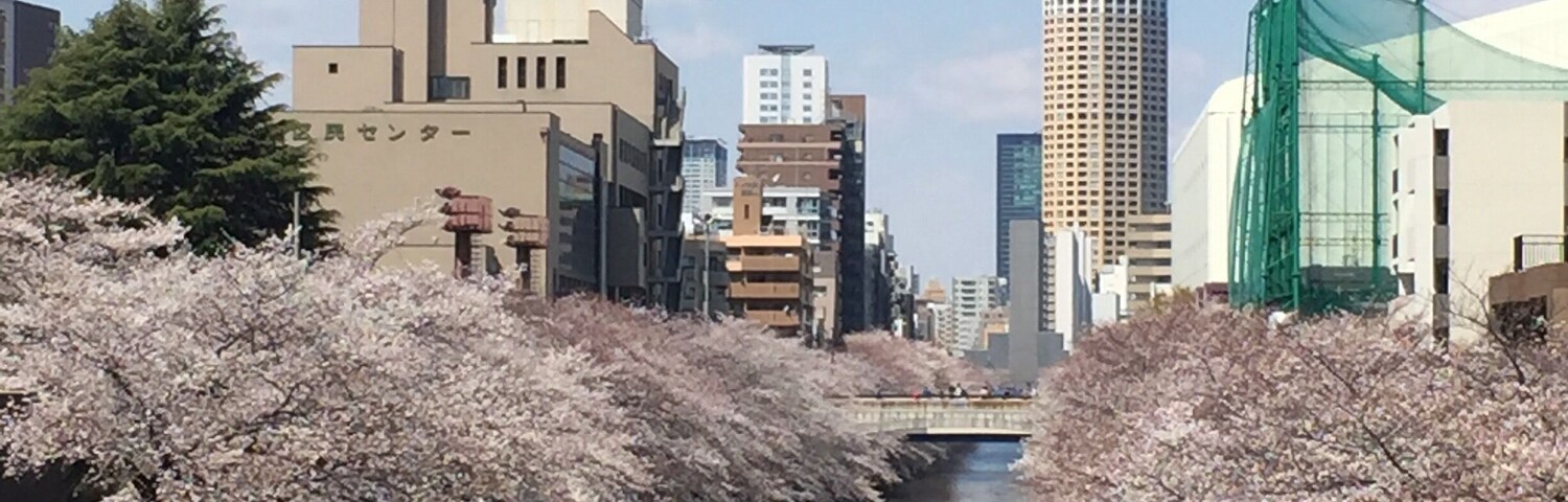 Wonderful spot to see the Sakura!