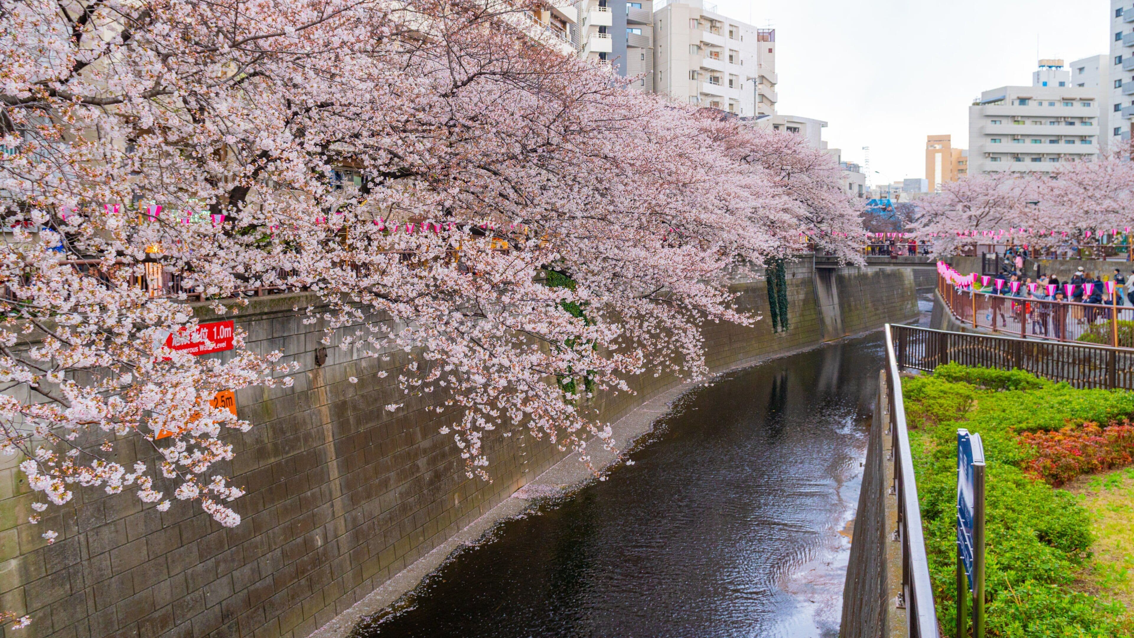 Meguro River featuring a river or creek and wildflowers