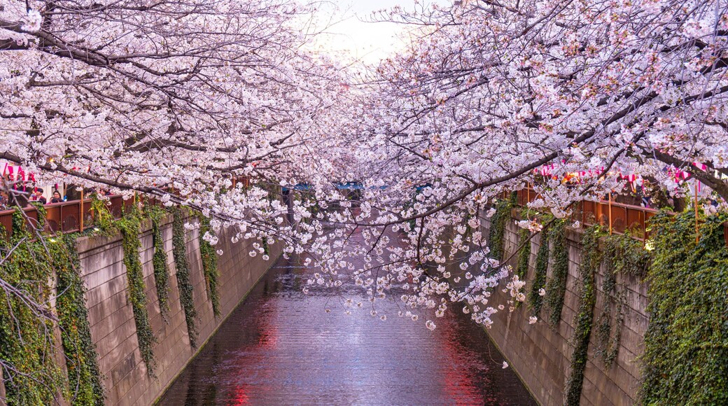 Meguro River which includes a river or creek and wildflowers