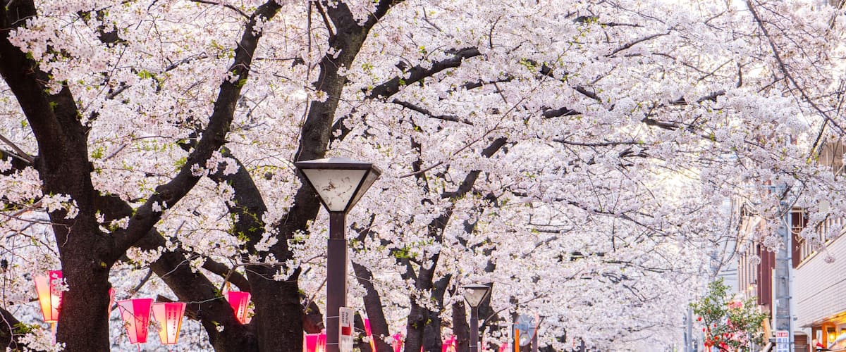 Meguro River which includes street scenes and wildflowers as well as a large group of people