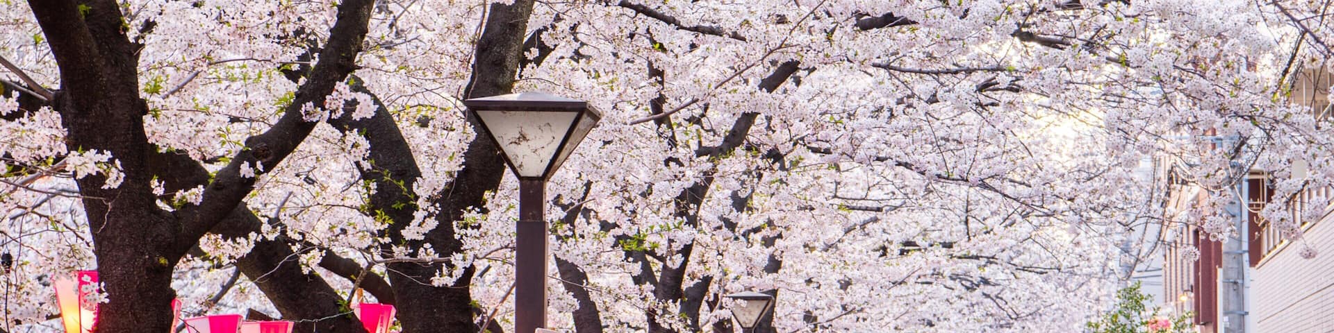 Meguro River which includes street scenes and wildflowers as well as a large group of people
