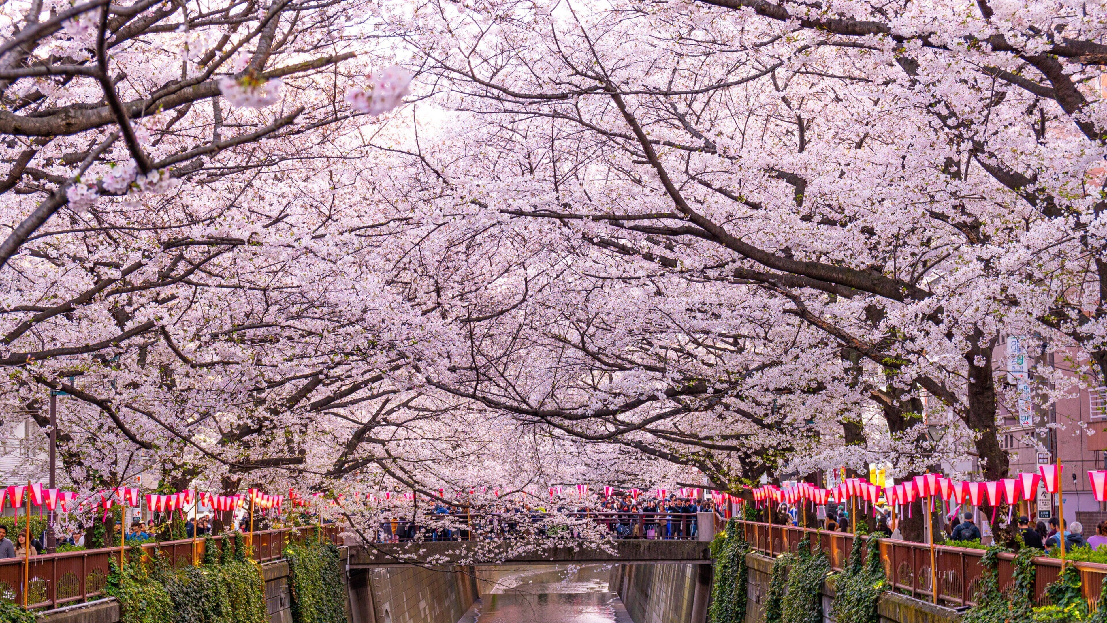 Meguro featuring wildflowers and a river or creek