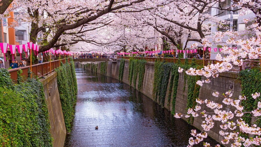 Meguro River which includes wildflowers and a river or creek