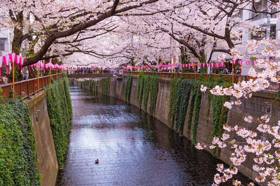 A canal lined with cherry blossoms and pink decorations.