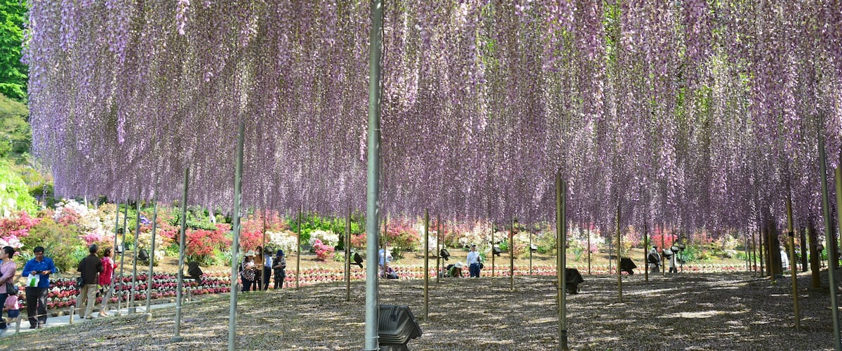 A garden with purple wisteria hanging from trees, surrounded by people and colorful flowers.
