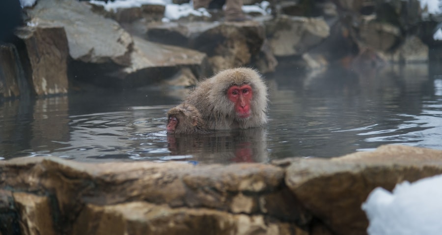 Japanese Snow monkey Macaque in hot spring Onsen Jigokudan Park, Nakano, Japan