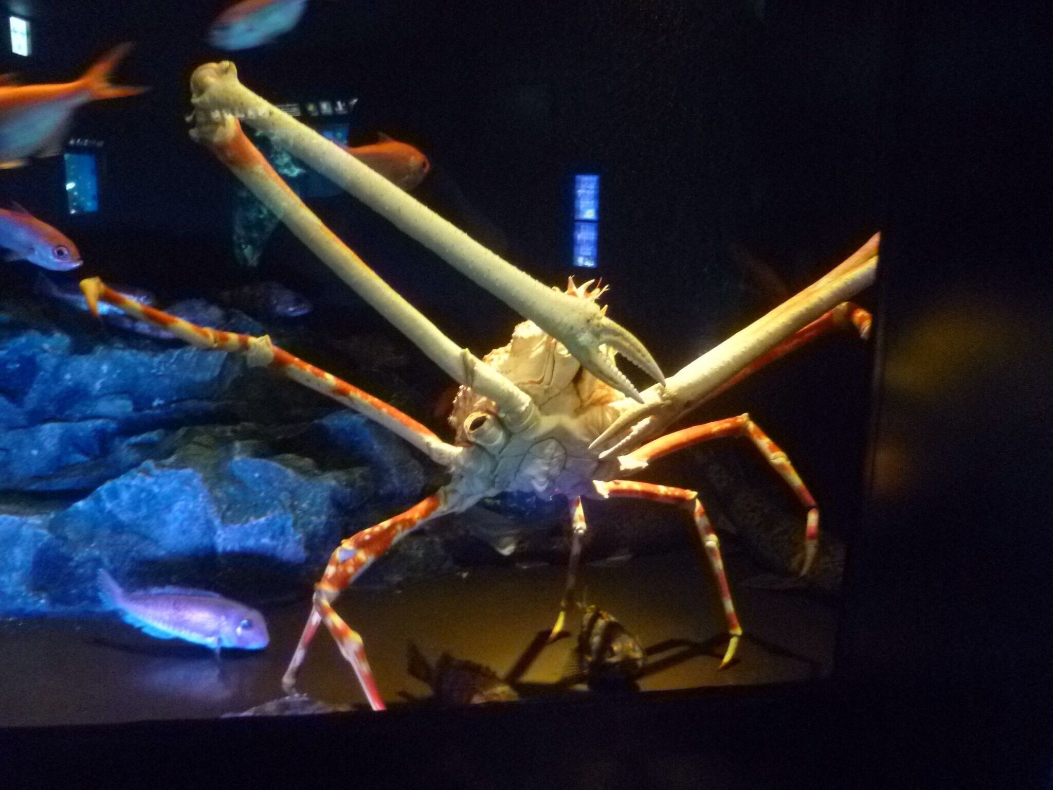 The aquarium on the rooftop of sunshine city is definitely worth a look, try and time a visit to see the sea lion show 