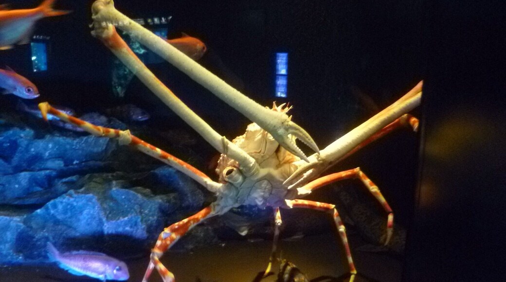 The aquarium on the rooftop of sunshine city is definitely worth a look, try and time a visit to see the sea lion show