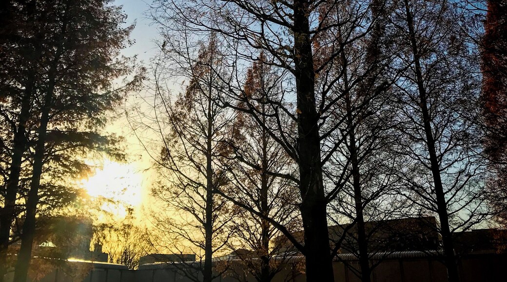 Contour of Metasequoia glyptostroboides