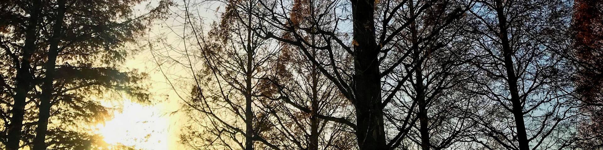 Contour of Metasequoia glyptostroboides