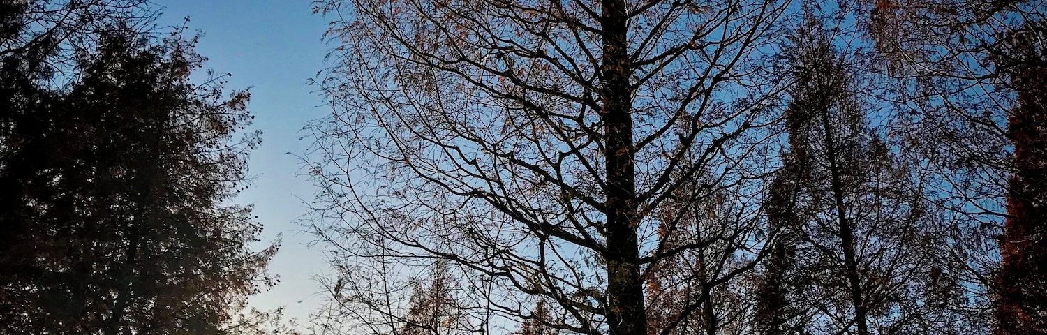 Contour of Metasequoia glyptostroboides