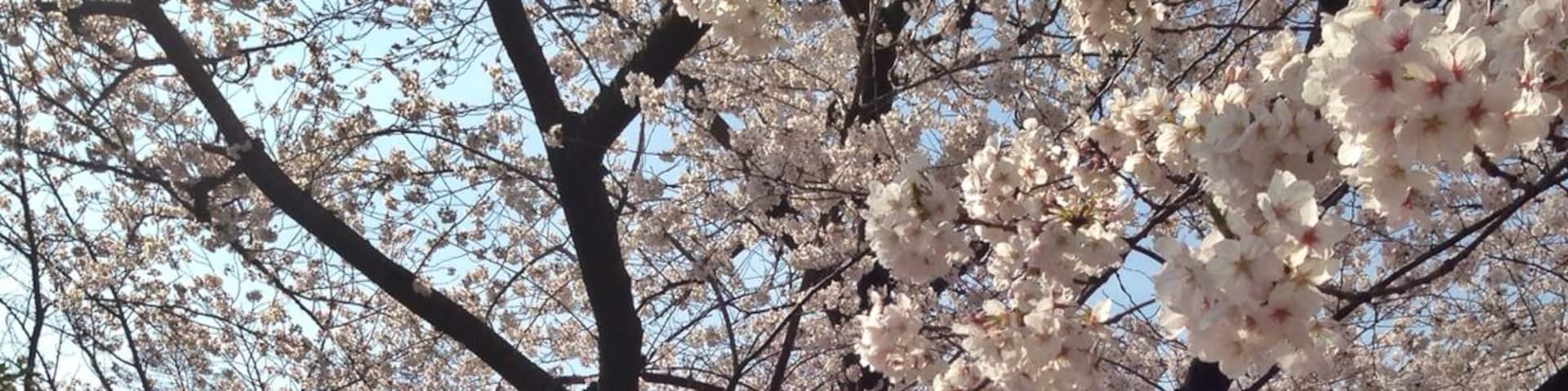Le cimetière de Yanaka à côté de la station Nippori, 1 excellent spot à sakura