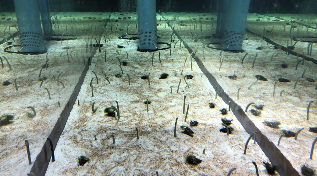 An aquarium famous for penguins and huge water tank is in Tokyo Sky Tree. It has another must-see spot in it — Chinanago.