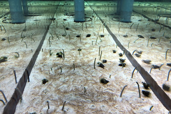 An aquarium famous for penguins and huge water tank is in Tokyo Sky Tree. It has another must-see spot in it â Chinanago.