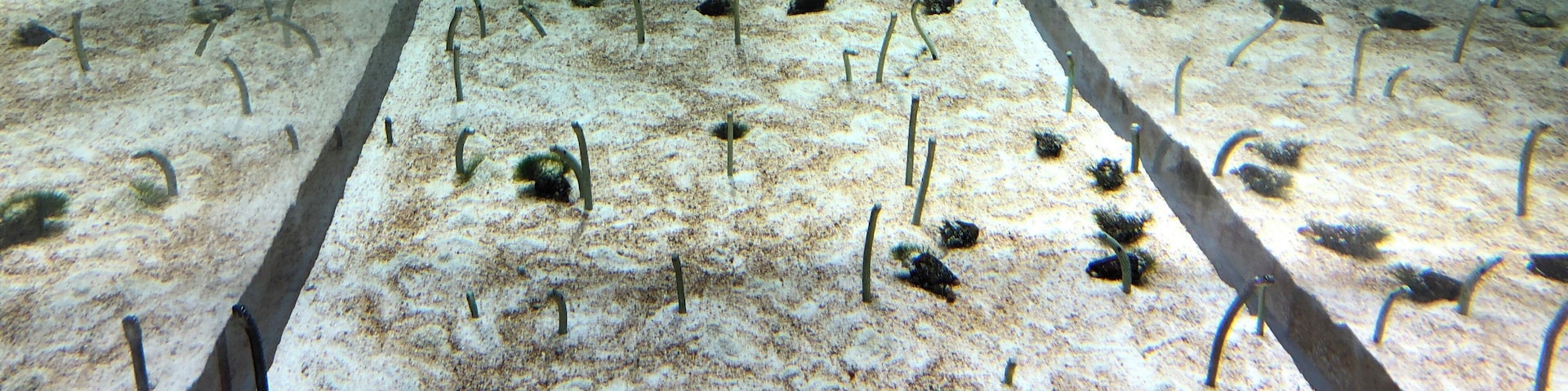 An aquarium famous for penguins and huge water tank  is in Tokyo Sky Tree.  It has another must-see spot in it — Chinanago.