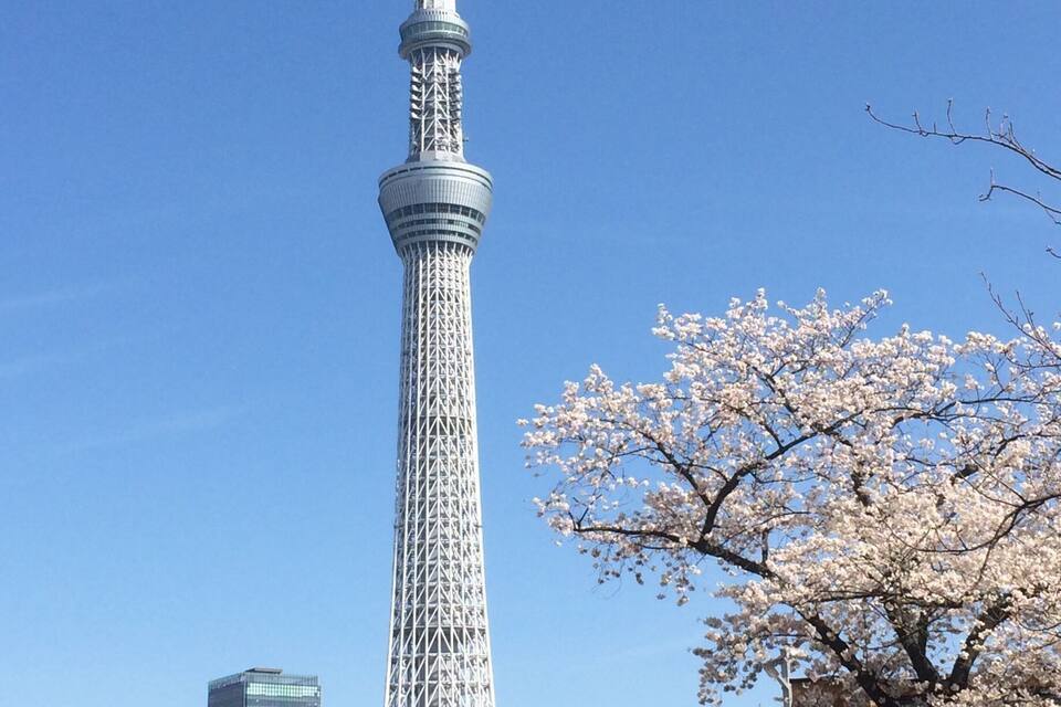 A tall tower with a spiral design, surrounded by cherry blossoms and modern buildings.