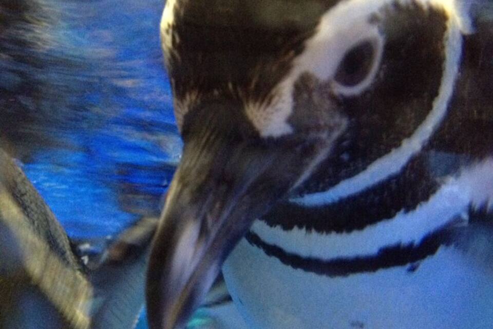 A penguin with a distinctive black and white pattern and a long beak.
