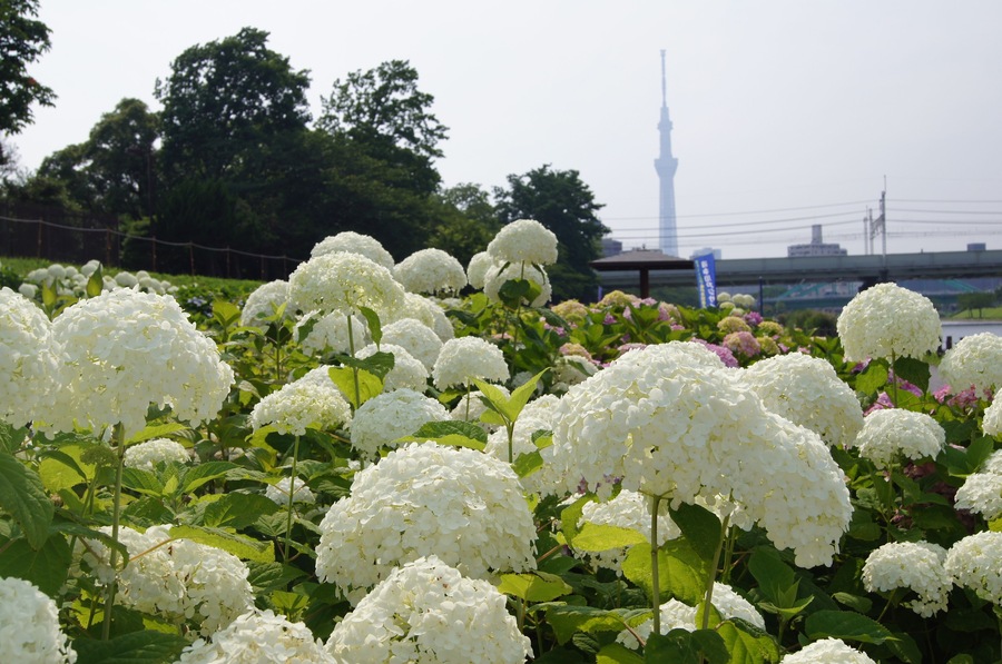 White hydrangea flowers in a garden with a view of a tall tower in the background.