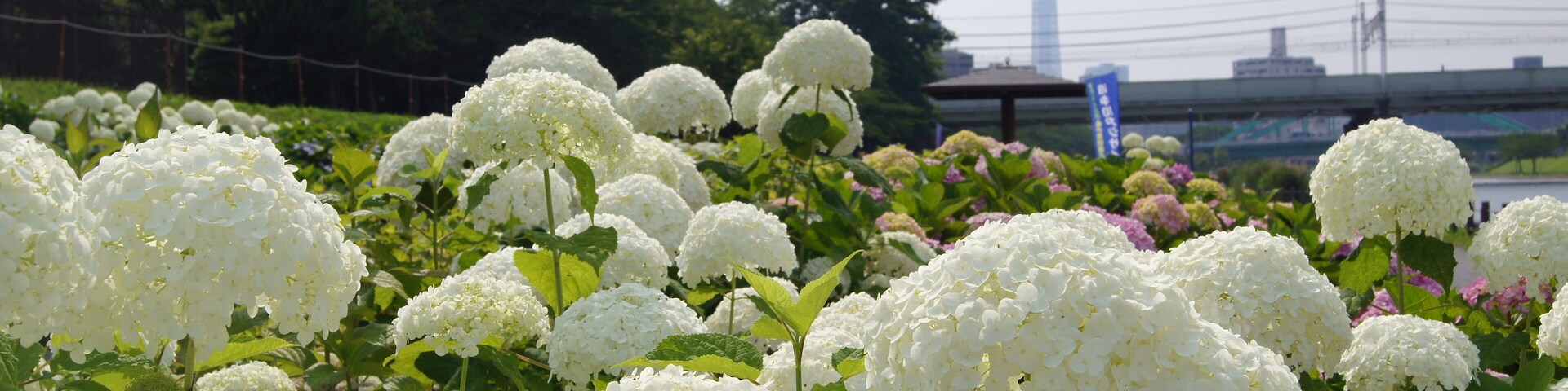 紫陽花の後ろにスカイツリー、そして総武線が走っています