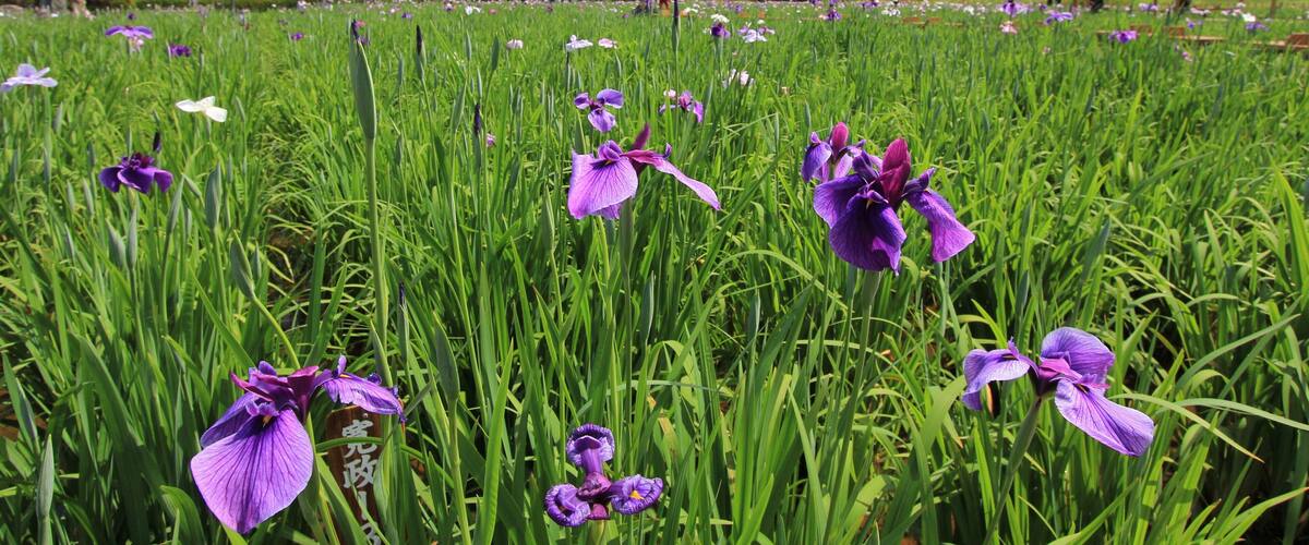 小岩菖蒲園