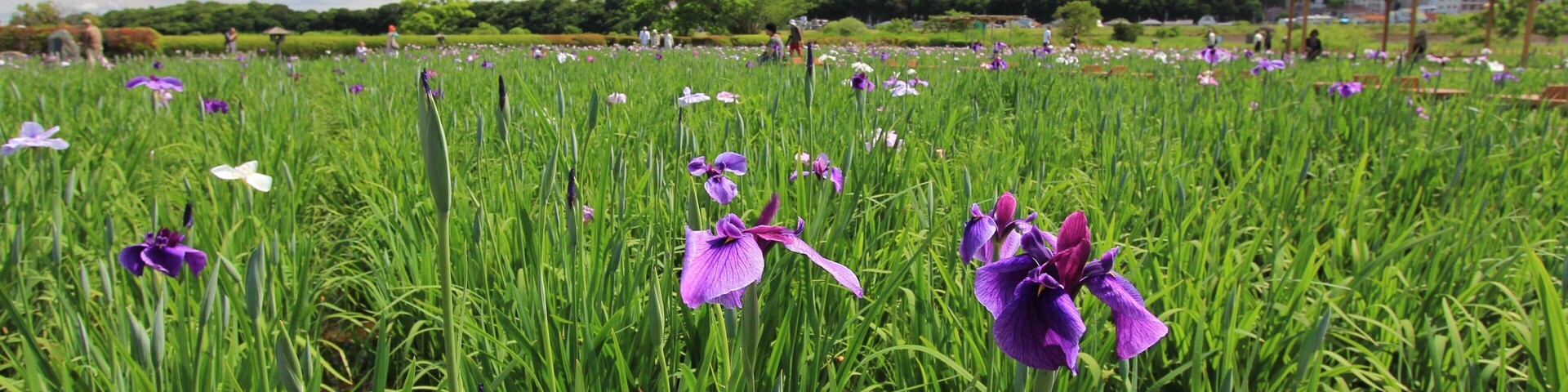小岩菖蒲園