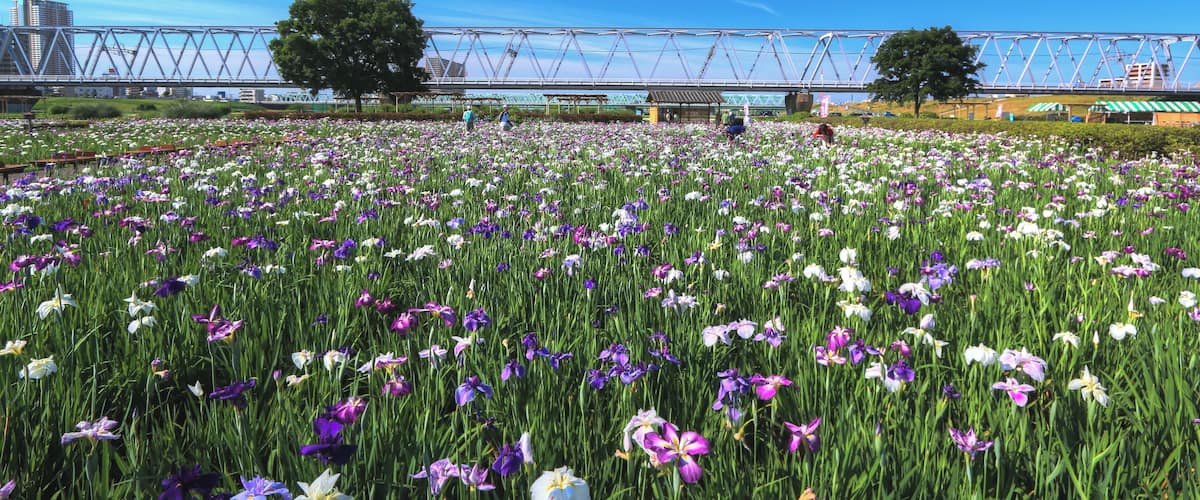 小岩菖蒲園