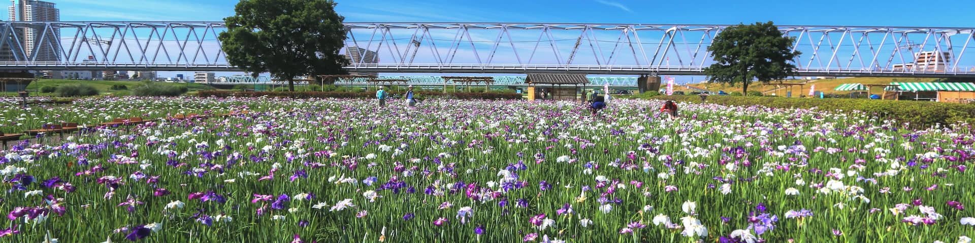 小岩菖蒲園