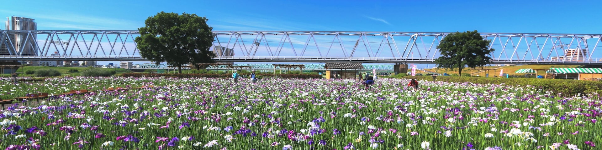 小岩菖蒲園