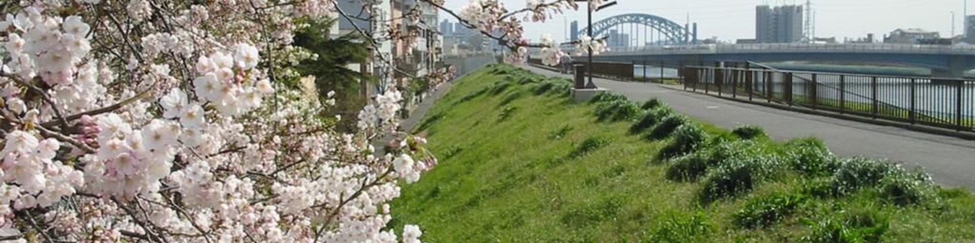 East bank of Shin-Naka River in Haruechō 3-chōme, Edogawa, Tokyo, looking south. --->See the map.