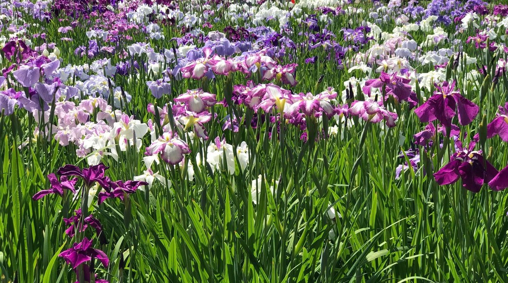 While hydrangeas is in full bloom in late May to mid June another flower blooming at the very same time is he Japanese Irises where they can be found in a few gardens around Tokyo as well.
Not my first time to see them but definitely the first to see this trip or this year and I found them in full bloom and abundance in this garden in Horikiri. Even the station is named after it!
Not many tourists here and mostly locals from this area even though it is a huge garden with the most variety of Irises! Great find!
