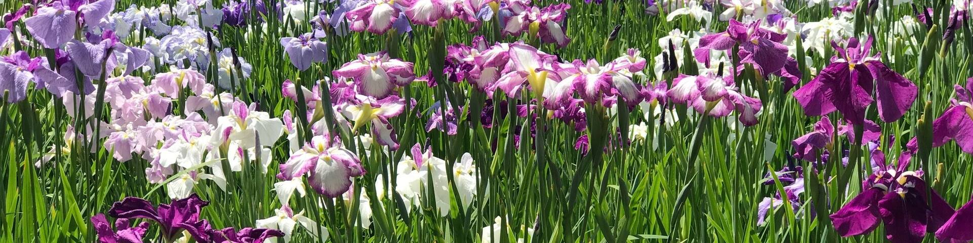 While hydrangeas is in full bloom in late May to mid June another flower blooming at the very same time is he Japanese Irises where they can be found in a few gardens around Tokyo as well.
Not my first time to see them but definitely the first to see this trip or this year and I found them in full bloom and abundance in this garden in Horikiri. Even the station is named after it!
Not many tourists here and mostly locals from this area even though it is a huge garden with the most variety of Irises! Great find!