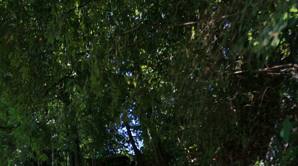 郡上八幡城への道 (岐阜県郡上市八幡町)