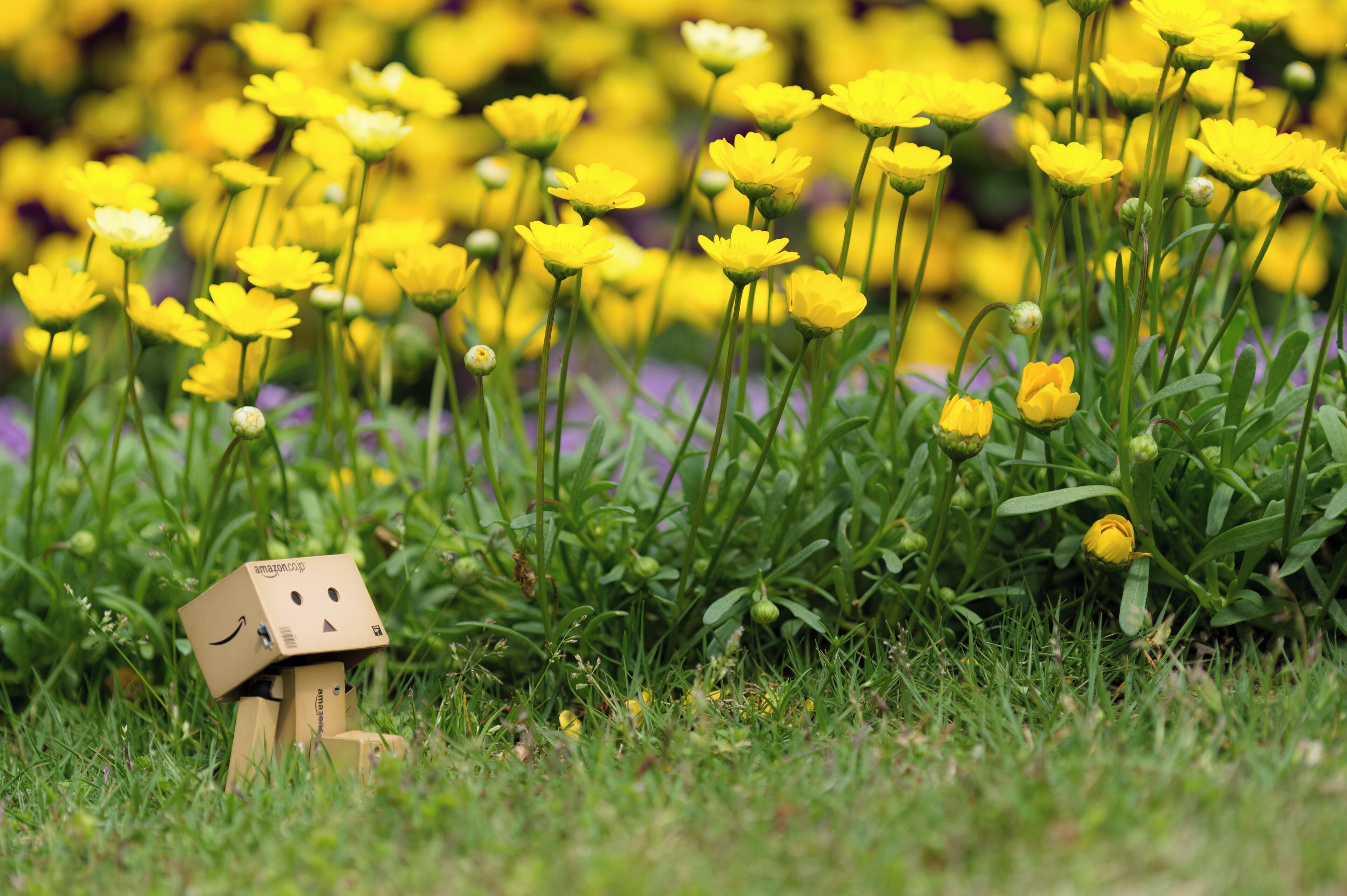 I visited Jindai Botanical Garden to use new Macro lens more and more. 新しく購入したマクロレンズをもっともっと使うために神代植物公園に行ってきました。 [ Nikon D4, Nikon Ai AF Micro-Nikkor 200mm f/4D IF-ED, f/4.0, 1/640sec, ISO100 ]