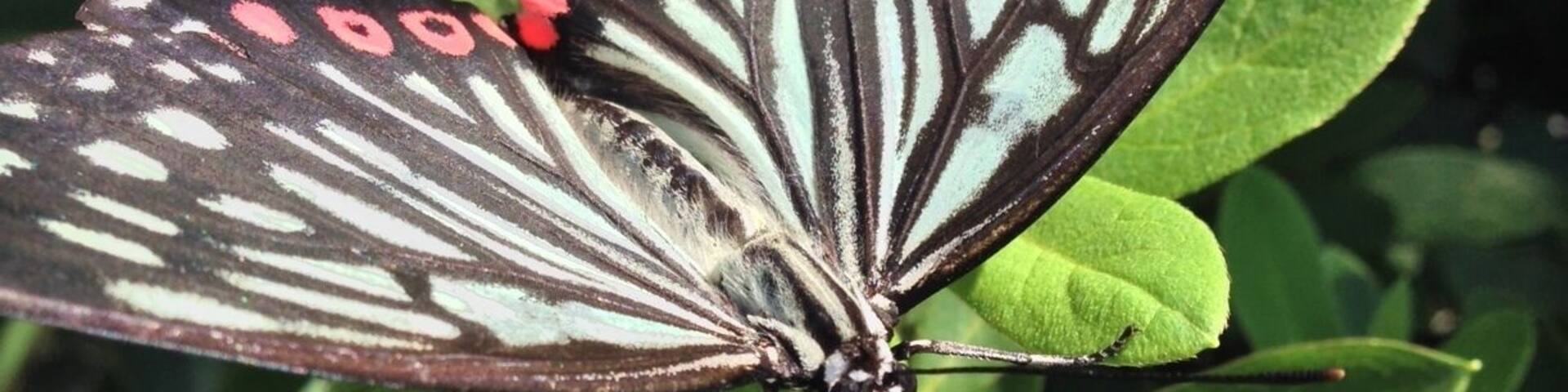 Is it a hard to suck the honey, I was able to shoot so close.
蜜を吸うことに一生懸命なのか、こんなに近くで撮影できました。