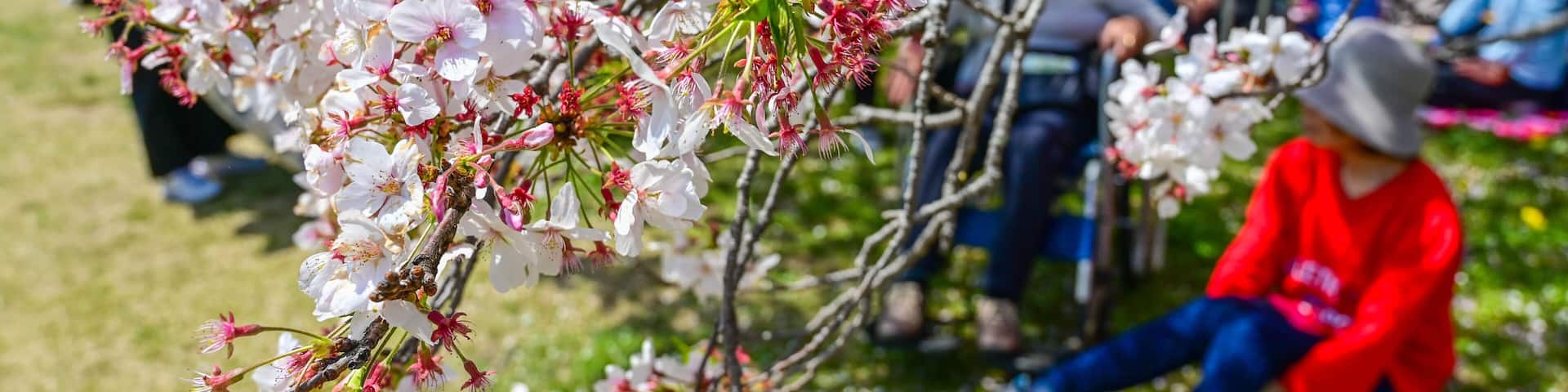 Tokyo, Japan - APR 14, 2024: Many people enjoy flower viewing under the cherry blossom trees in Showa Kinen Park.