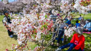 Tokyo, Japan - APR 14, 2024: Many people enjoy flower viewing under the cherry blossom trees in Showa Kinen Park.
