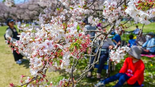 Tokyo, Japan - APR 14, 2024: Many people enjoy flower viewing under the cherry blossom trees in Showa Kinen Park.