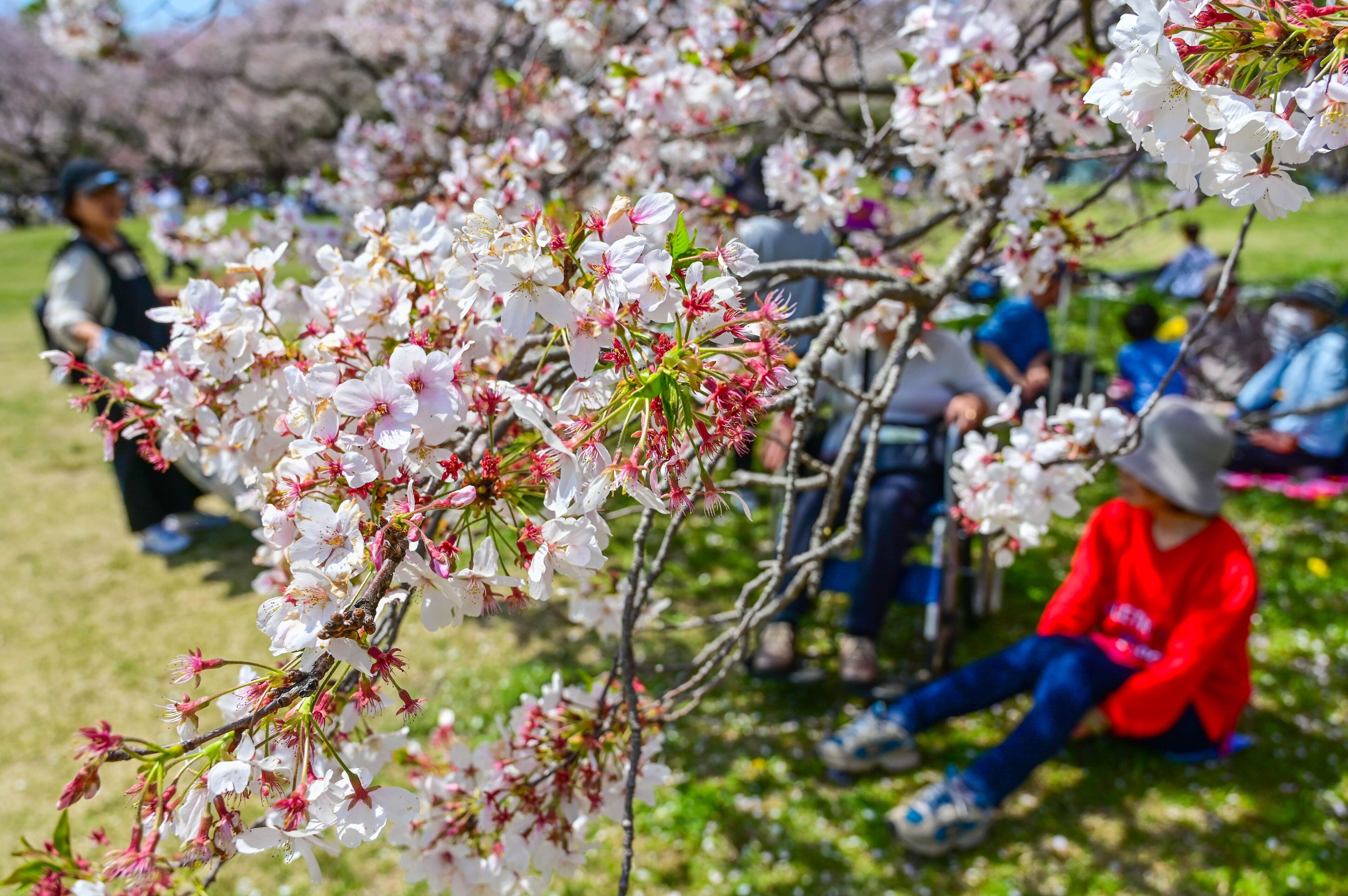 Cherry blossoms in full bloom with people sitting on the grass.