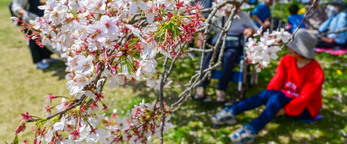 Cherry blossoms in full bloom with people sitting on the grass.