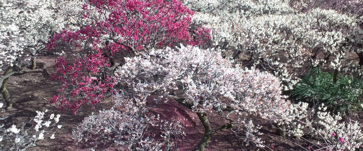 道明寺天満宮 梅園