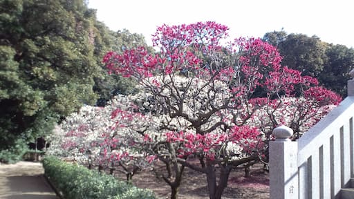 道明寺天満宮 梅園