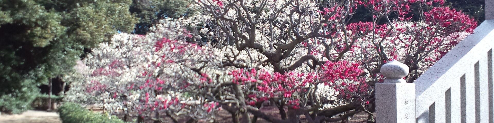 道明寺天満宮 梅園