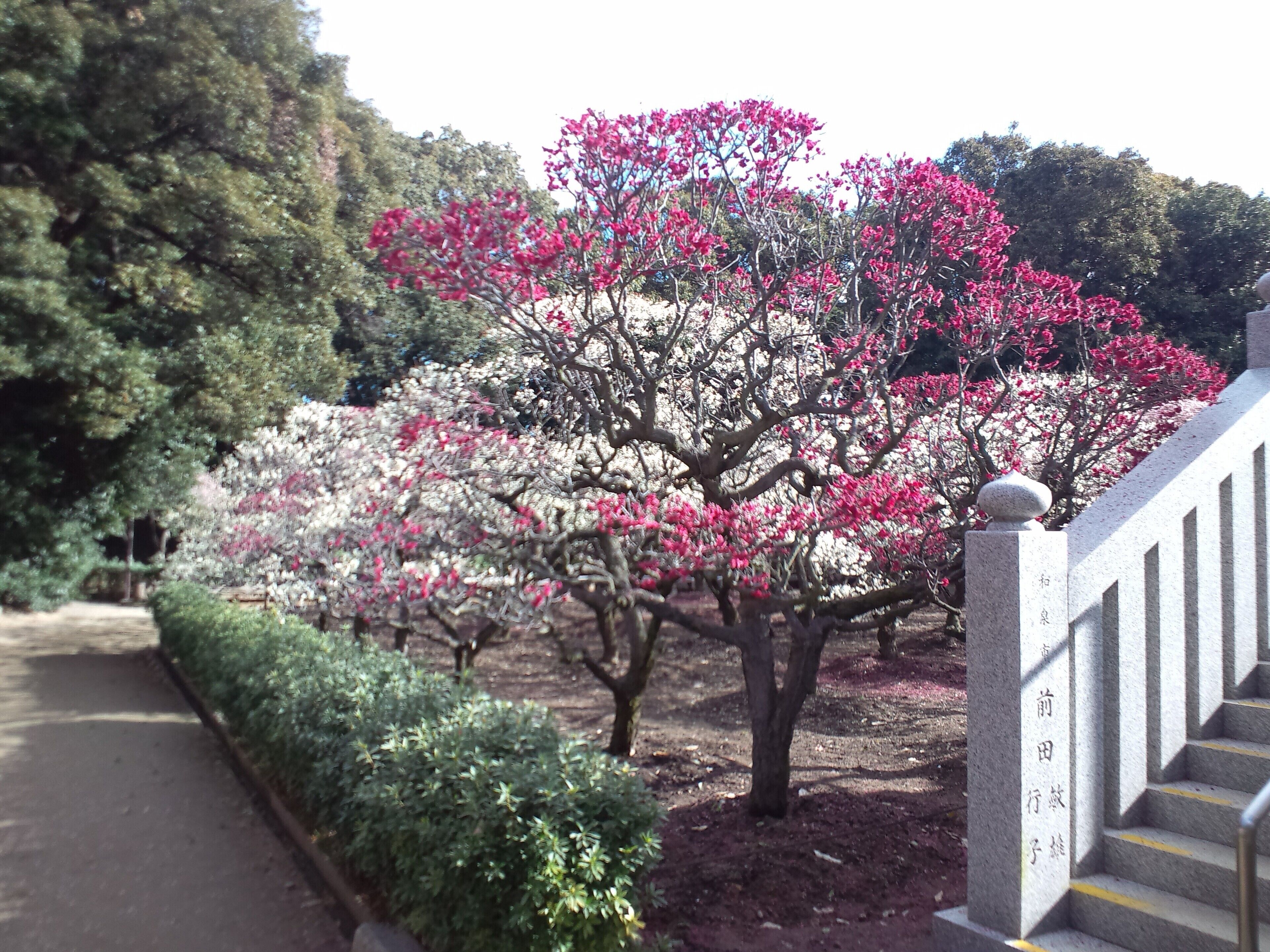 A pathway lined with trees, including a prominent tree with pink blossoms.
